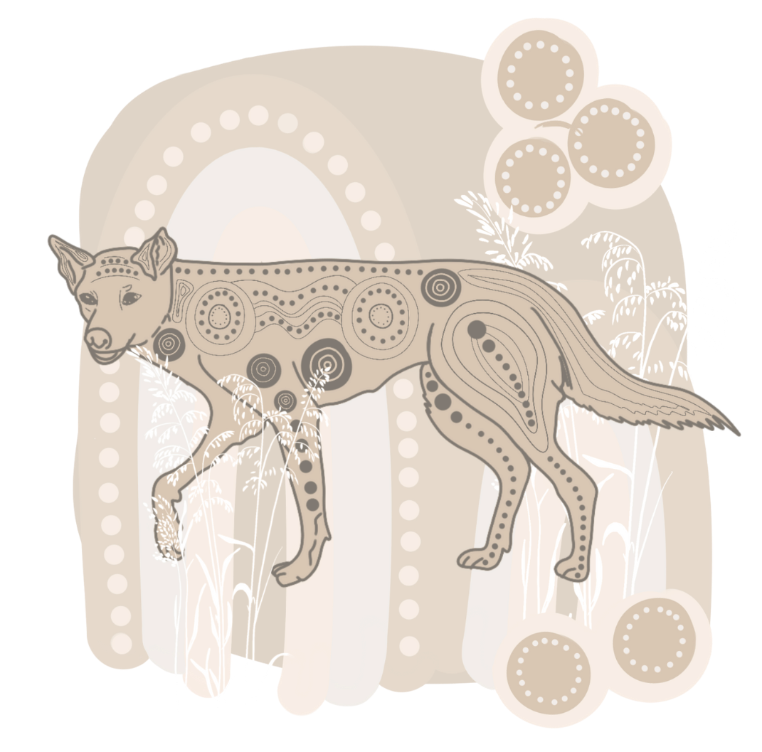 dingo